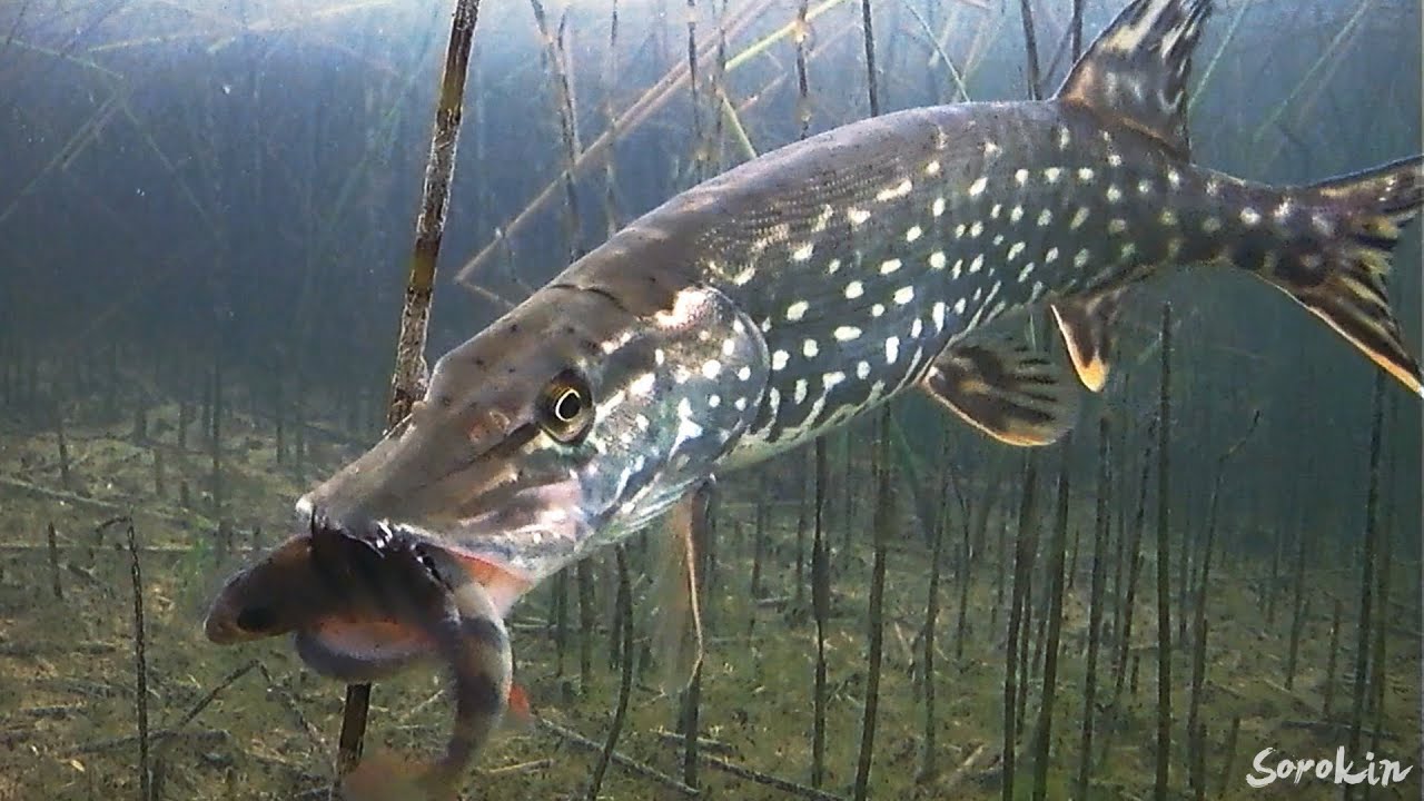 Щука против хищника! Удивительная рыбалка на жерлицы 🐟