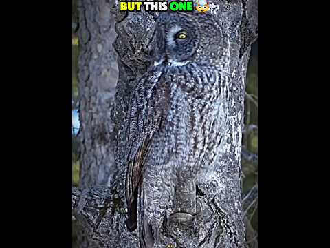 Others' Camouflages vs This Last One ☠️🔥 #edit #trollface #usa #camouflage