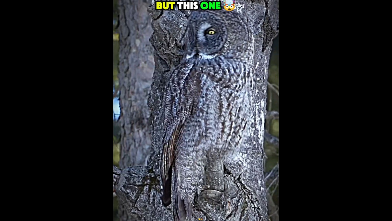 Epic Camouflage Battle: The Final Showdown ☠️🔥