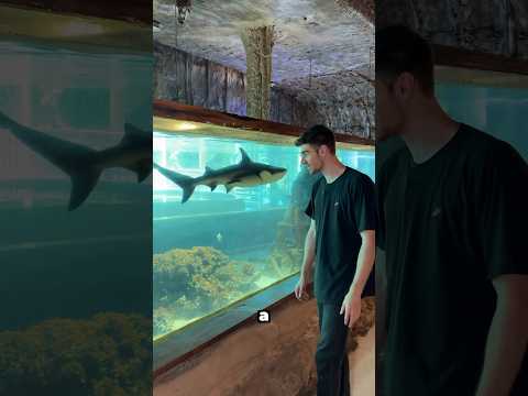 Eels & sharks inside Peru aquarium