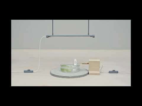 How to produce fuel from algae