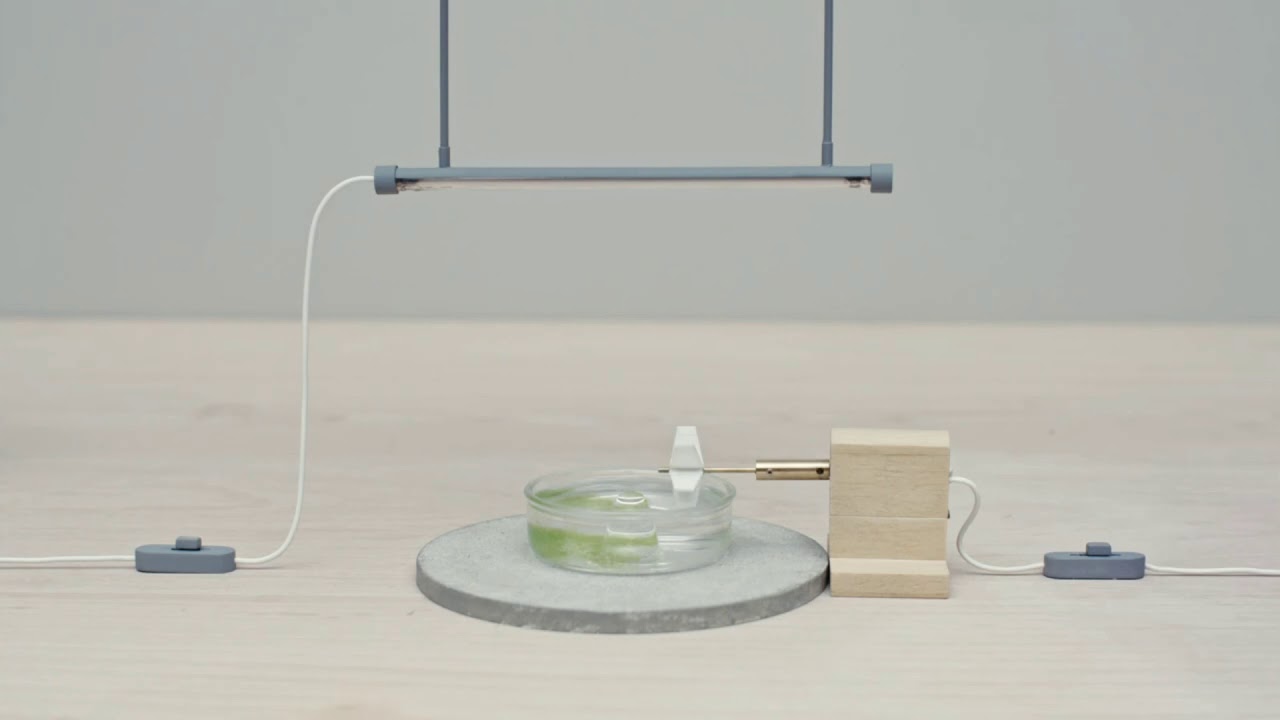 Easy Guide to Producing Fuel from Algae 🌱