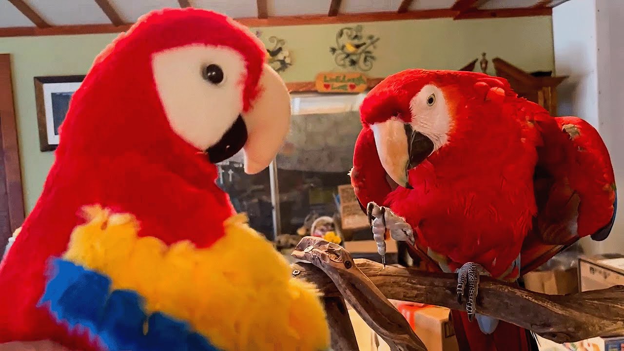 Funny Birds Compilation: Try Not to Laugh! 🤣