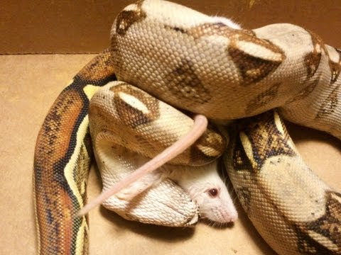 Hungry Red Tailed Boa Feeding- Mouse #1