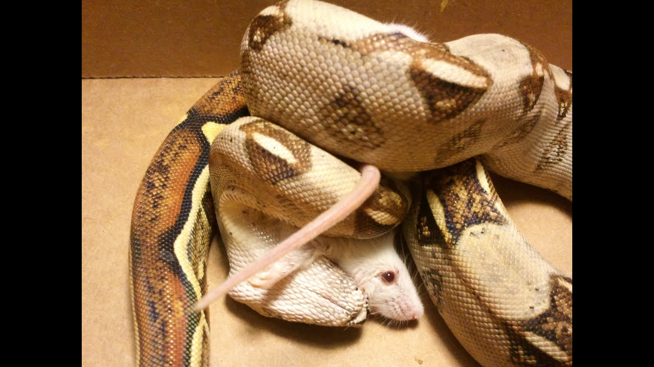 Watch MissSy, My Red-Tailed Boa, Feast on 3 Mice for the First Time! π