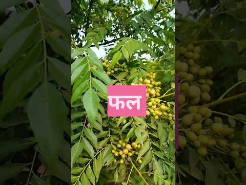 कड़ी पत्ते पेड़ का फल #shorts #youtubeshorts #shortvideo #modernvillagelife