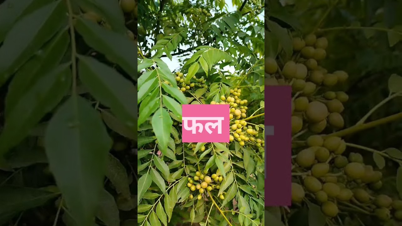 कड़ी पत्ते पेड़ का अनोखा फल 🌿 | जानिए इसकी खास बातें | #shorts