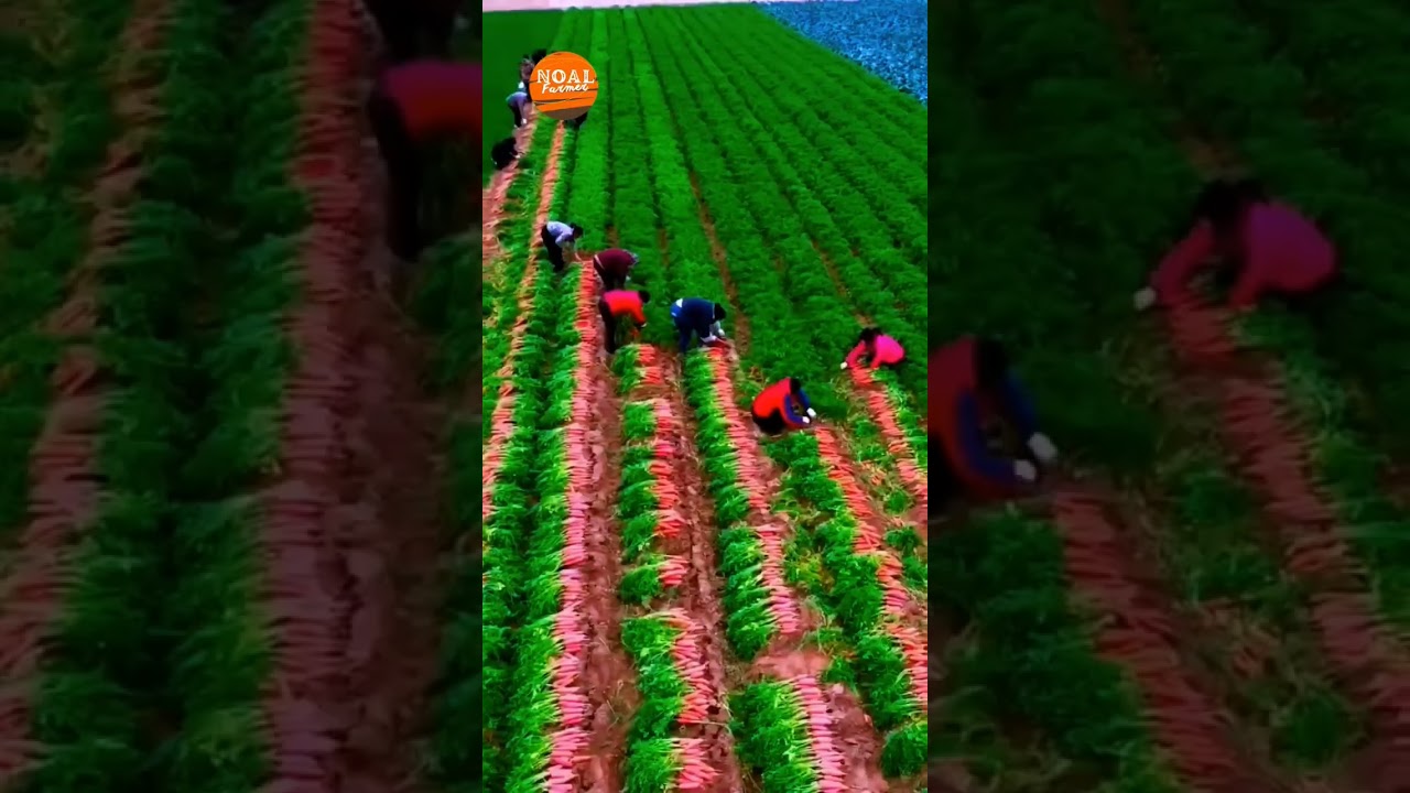 Modern Radish Harvesting Machines 🚜