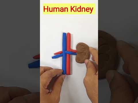 Human kidney 3D model #shorts #educational