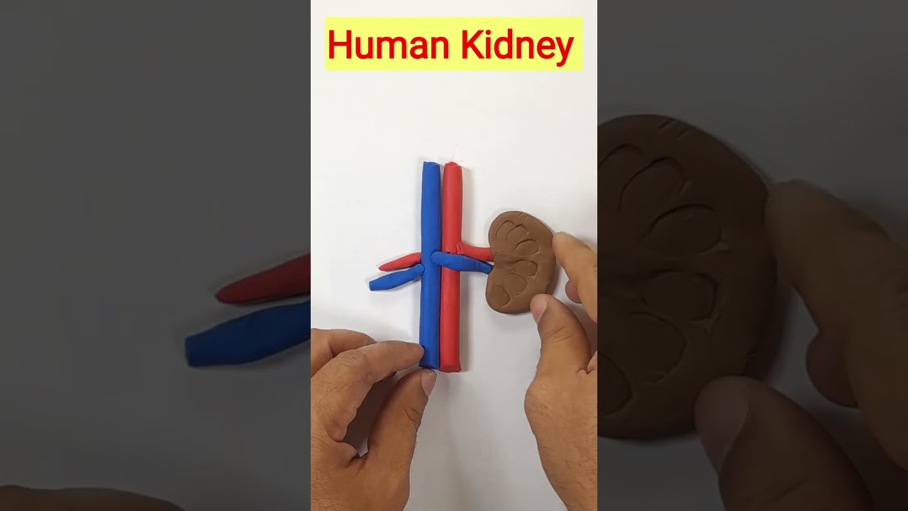 3D Model of the Human Kidney Using Clay