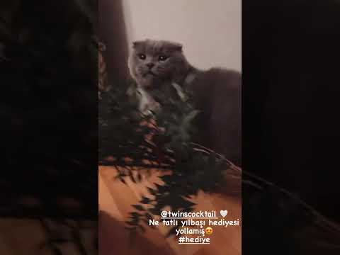 Бурджу Озберк в кругу своих любимцев