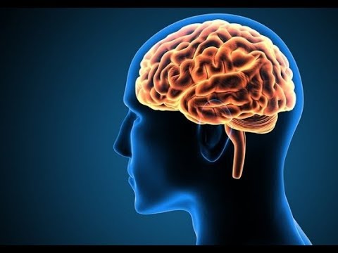 मानव मस्तिष्क के रहस्य और तथ्य 🧠