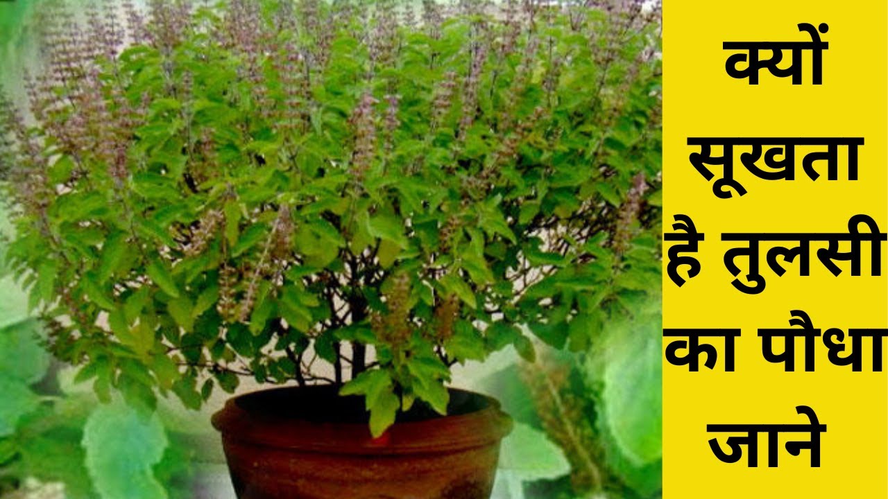 तुलसी का पौधा सूखने के कारण जानिए 🌿