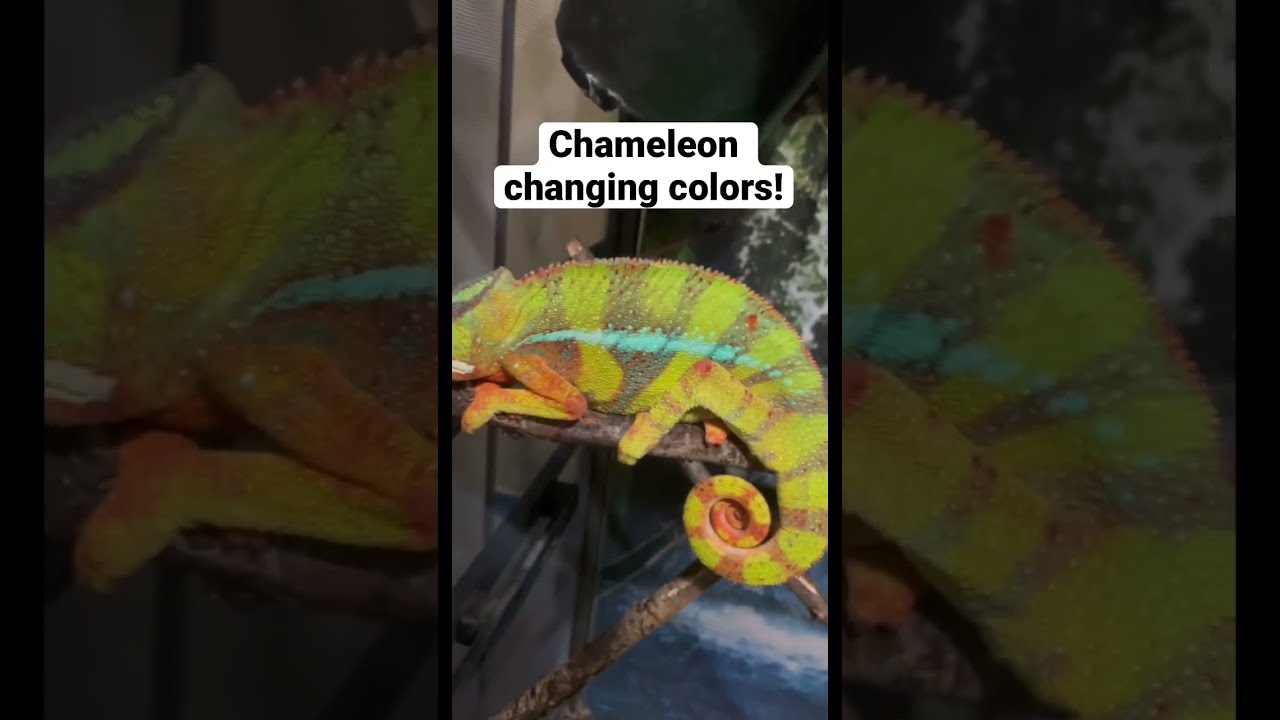 Chameleon Color Change 🦎