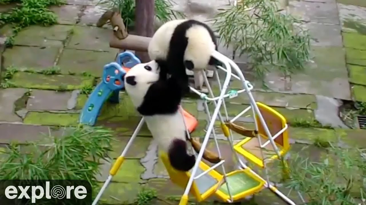 Pandorable! Cute & Funny Panda Compilation 🐼