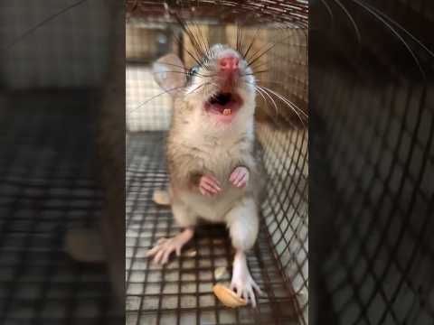 Rat Sounds || Mouse Sounds #shorts #nature #trending