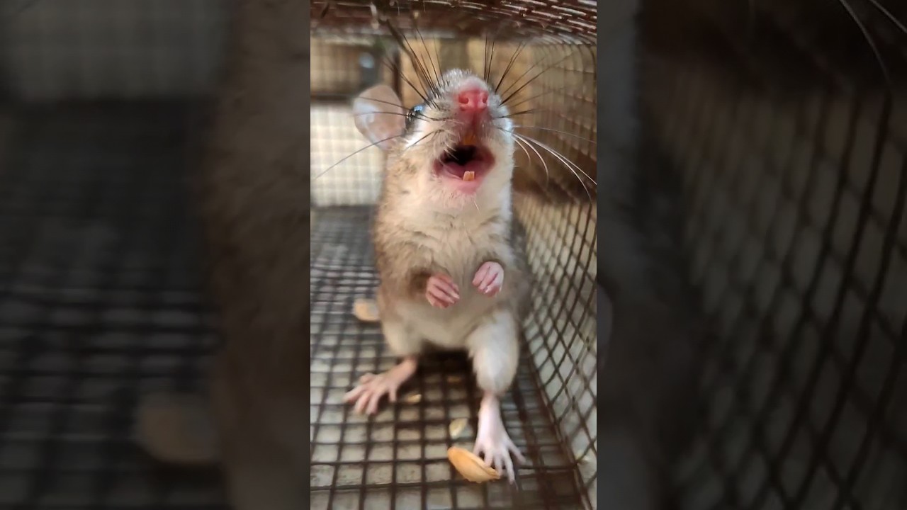 Rat and Mouse Sounds | Baby Rats, Squeaking, and Calls