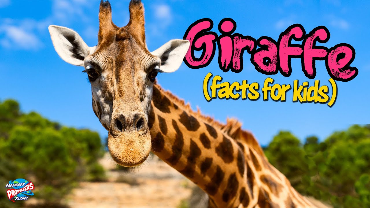 Giraffes for Kids: 10 Fun Facts 🦒