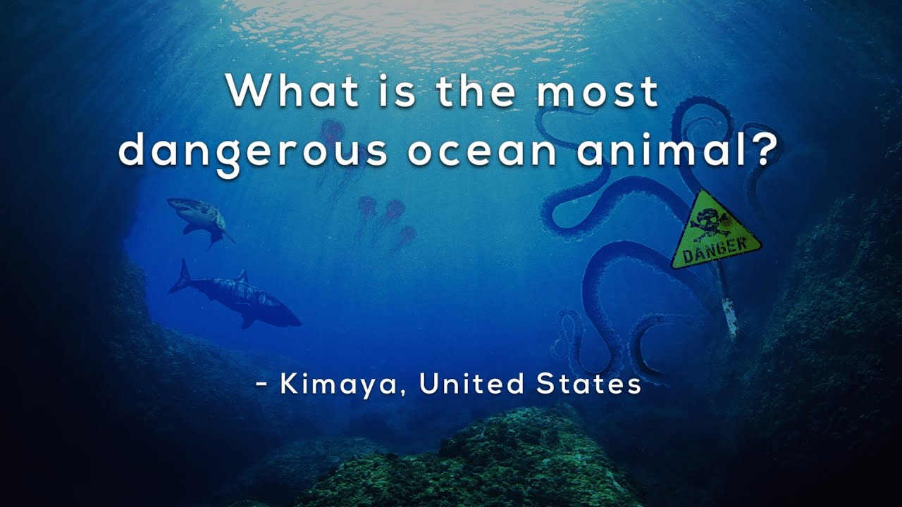 Most Dangerous Ocean Animal 🐠