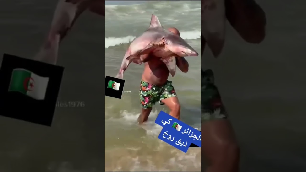 Halala l'Algérie 🇩🇿