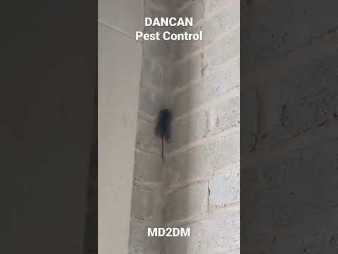 Field Mouse Climbing a House