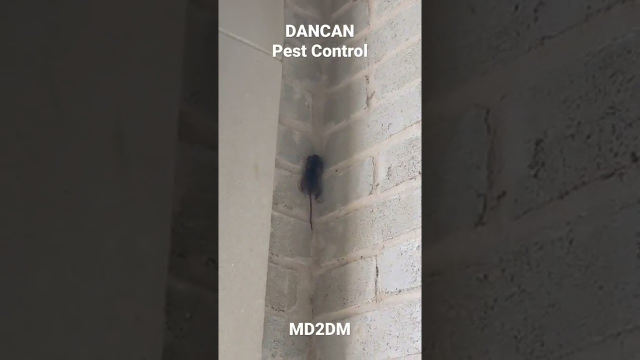 Field Mouse Climbing a House