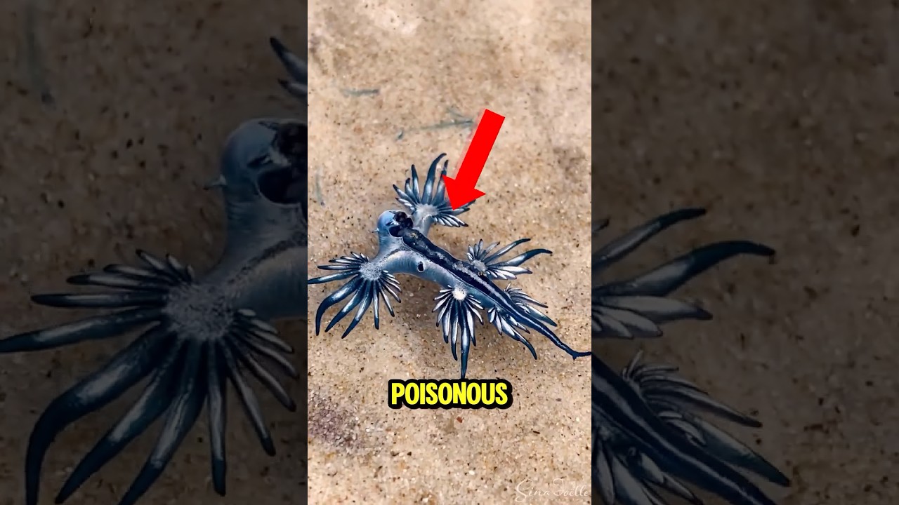 TOP 5 Top 5 Most Poisonous Animals in the World 🐍