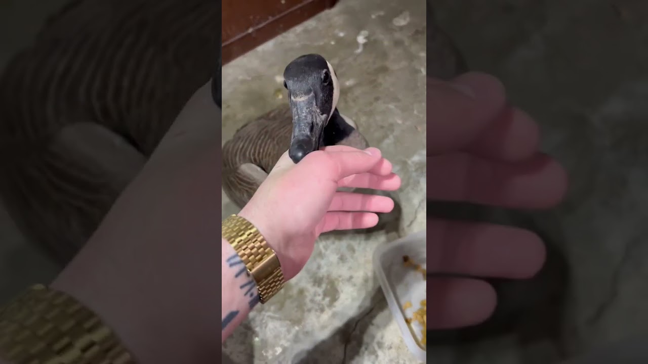 Are Canadian Geese Truly the Most Peaceful Birds? 🦢