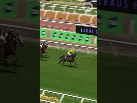 Without A Fight Wins 2023 Melbourne Cup | 10 News First