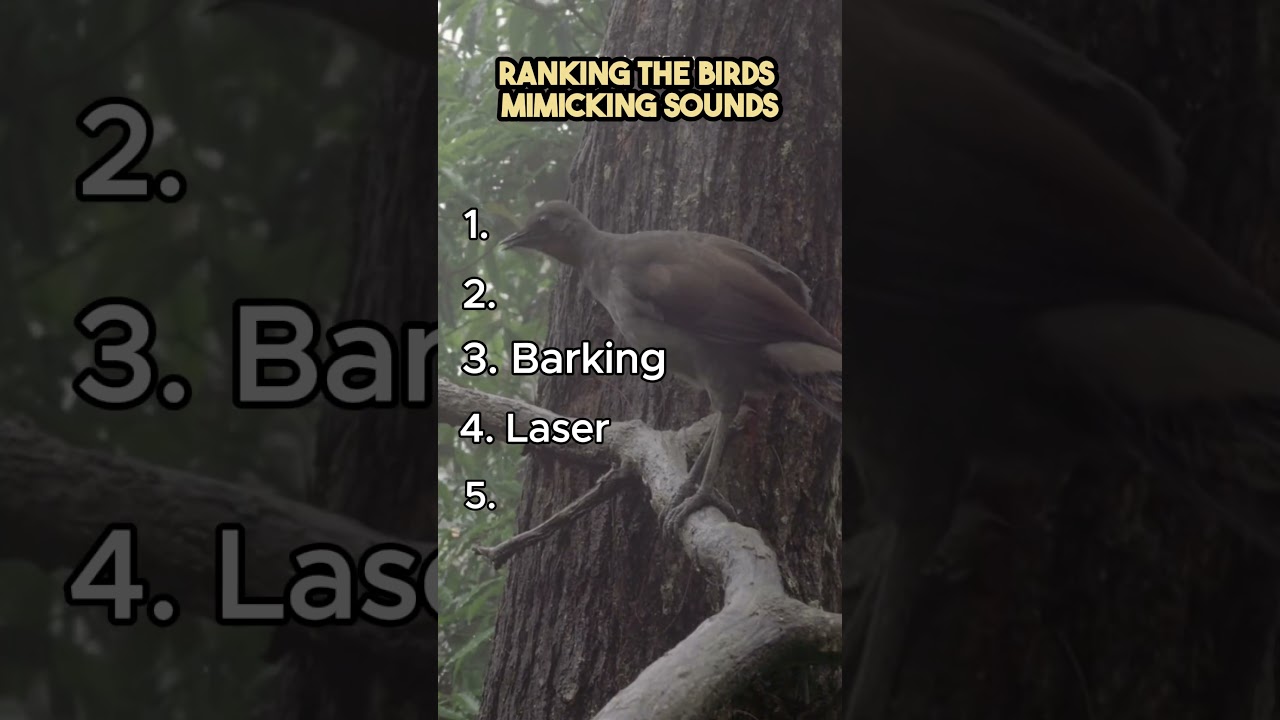 Top 5 Funniest Birds Mimicking Sounds