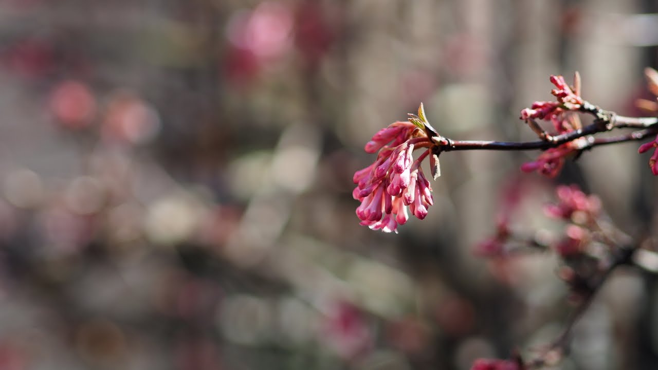 Olympus M.Zuiko 45mm f/1.8 Sample Photos 📸