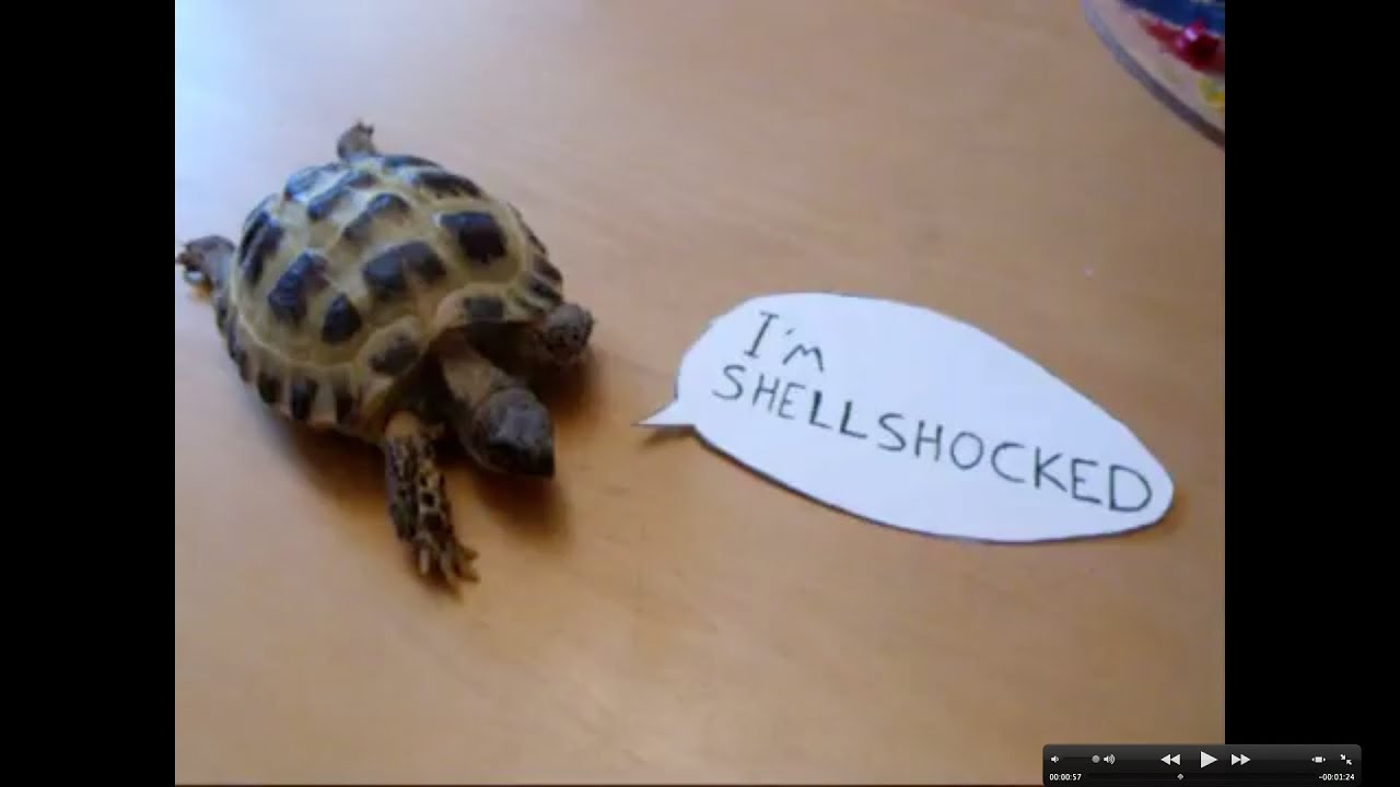 The Shakedown Project - 'Caroline' | TSP Music 🎶