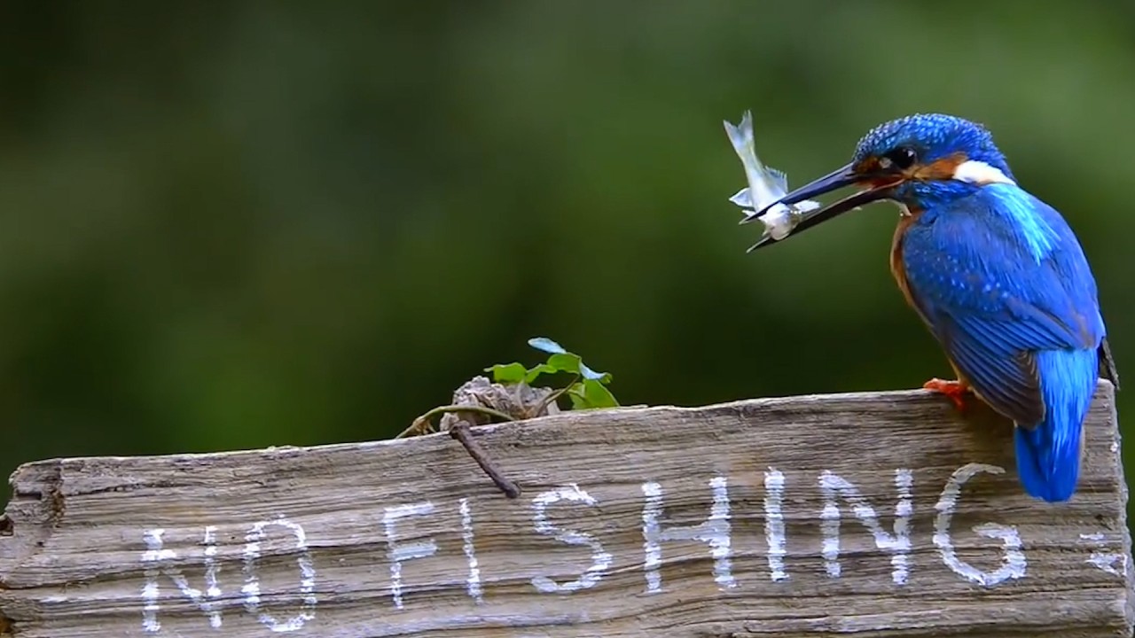 HILARIOUS Bird Videos! 🦜 | BEST Funny Birds