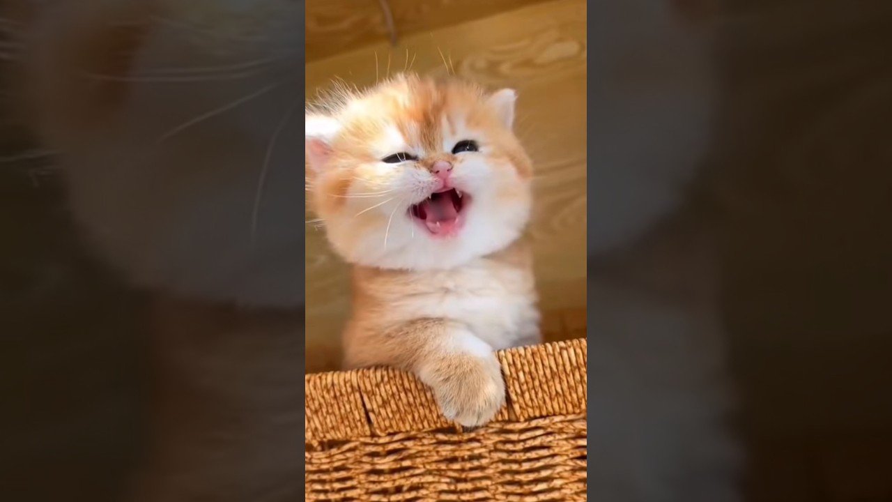 Suara Kucing Imut dan Lucu, Mirip Motor Balap 🐱