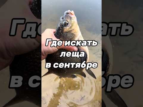 Поиск леща в сентябре!