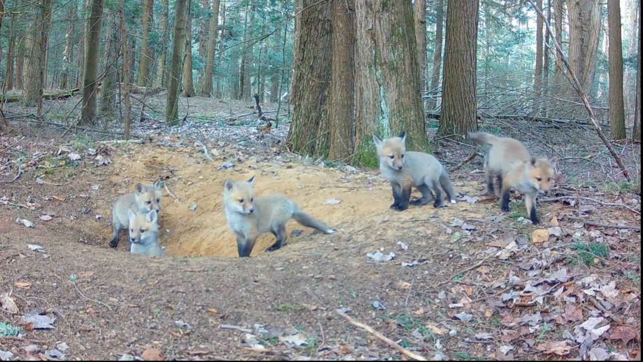 Fox Pups' Playful Day While Mom Hunts 🦊