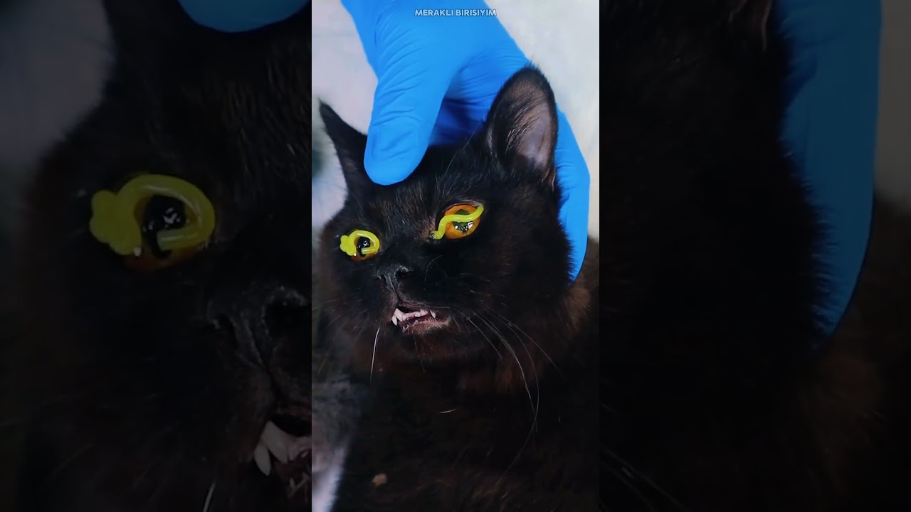 Kedilerin Gözlerine Sıkılan Sıvı 🐱