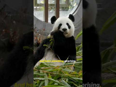 Why Are Pandas So Unique? 5 Surprising Facts 🐼