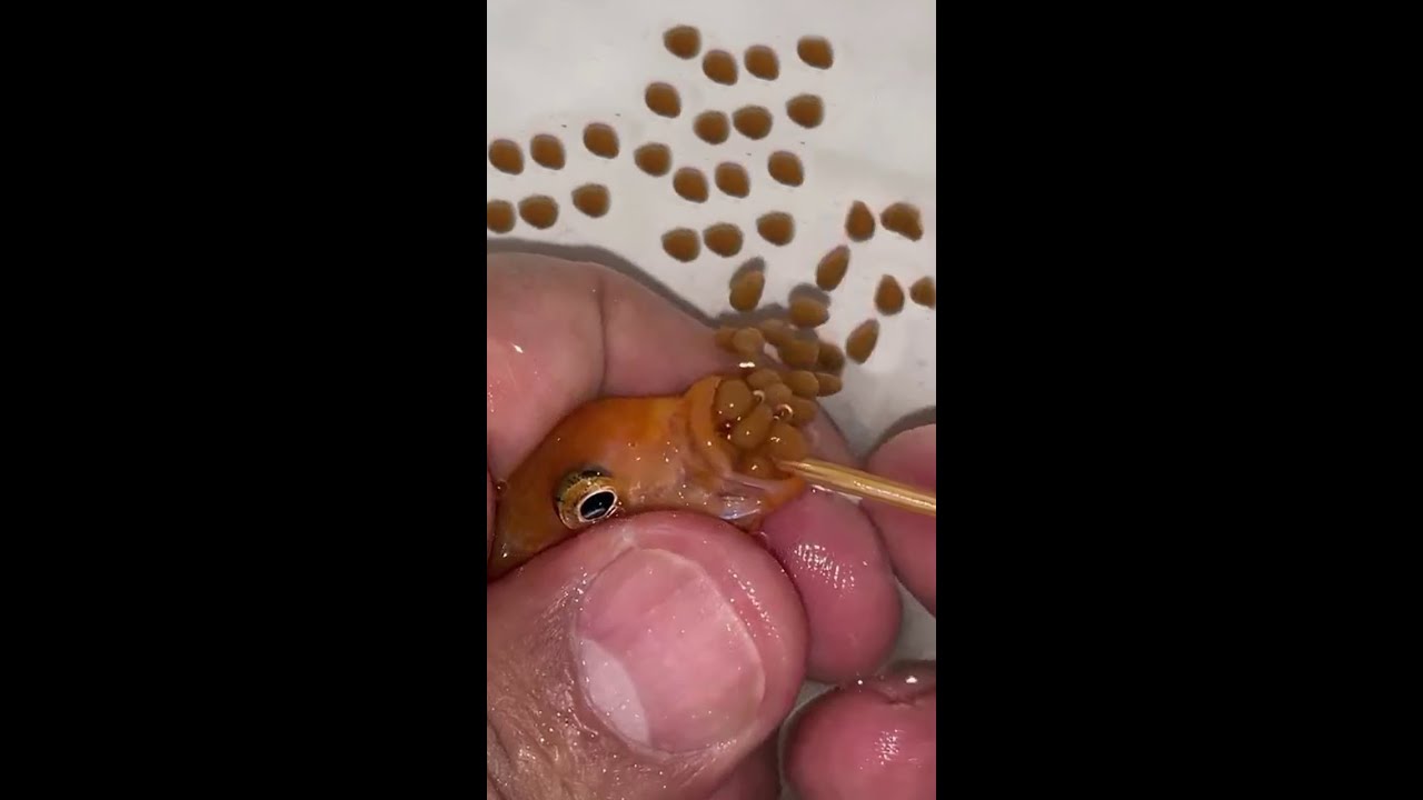 Orange Cichlid Fish Giving Birth 🐳
