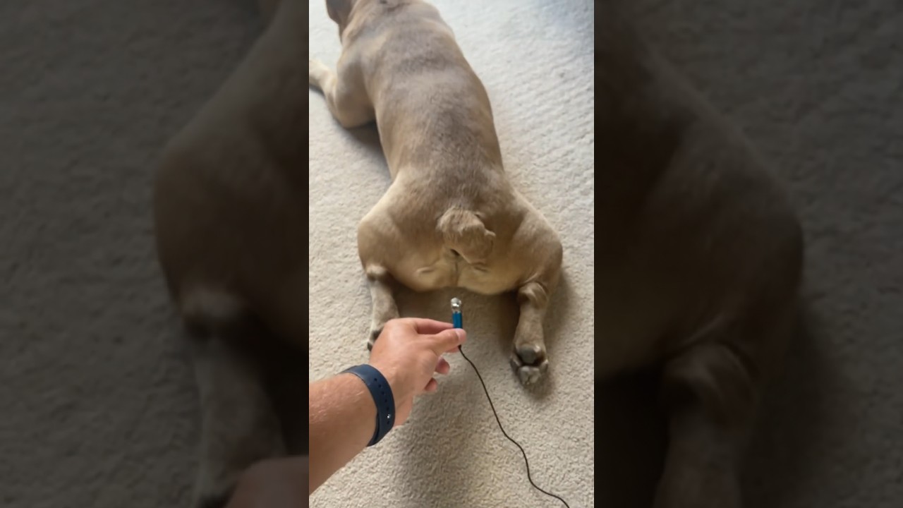 French Bulldog Zephyrka Farts 😂