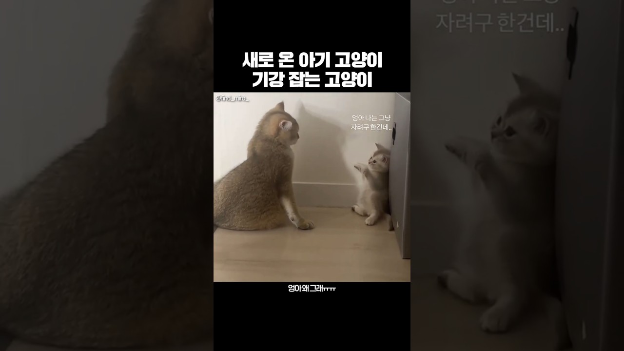 새 아기 고양이와 기존 고양이의 귀여운 기강 잡기 😺