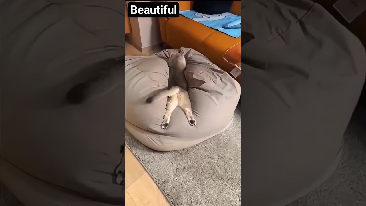 Pakistan's Talent Abounds! 😅