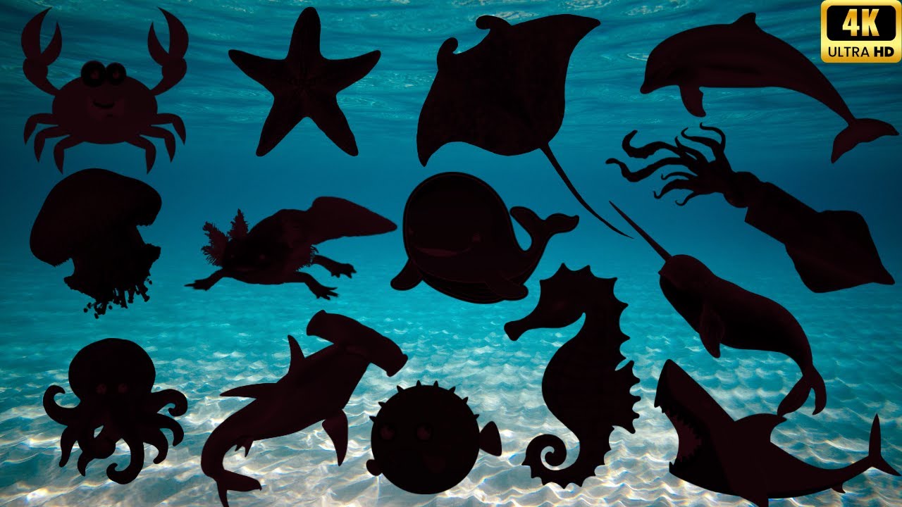 Guess the Shadow of Sea Animals Quiz! 🌊 Fun Learning Ocean Animal Videos for Kids | Educational Game
