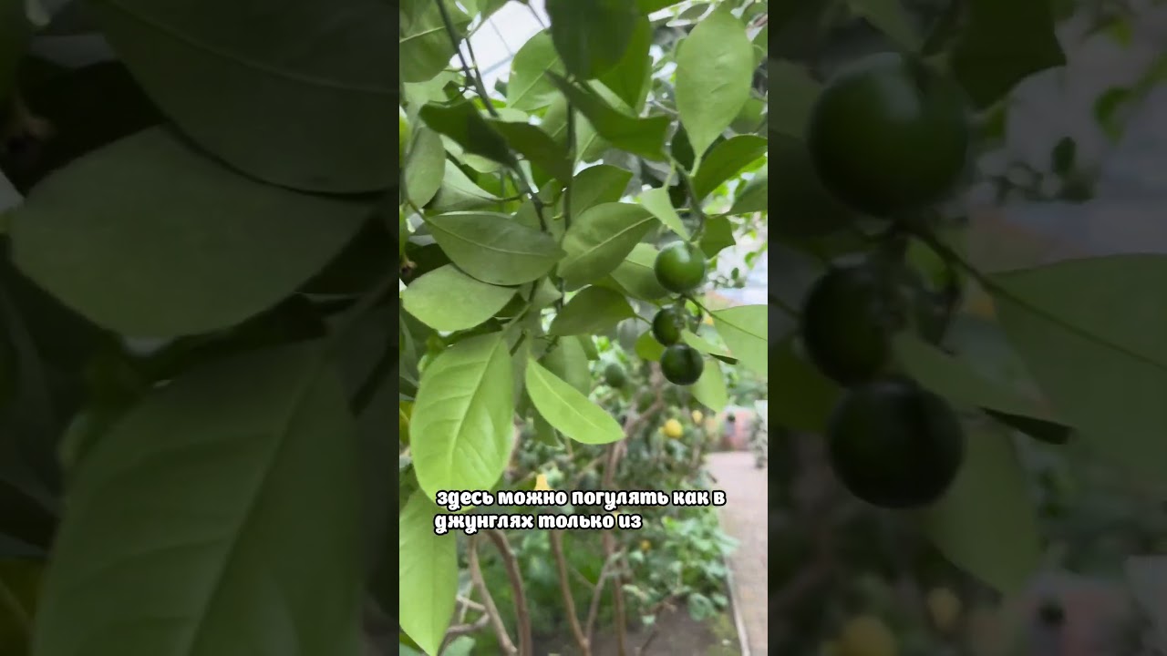 Что посмотреть в Саратове: Лимонарий и тропическая флора