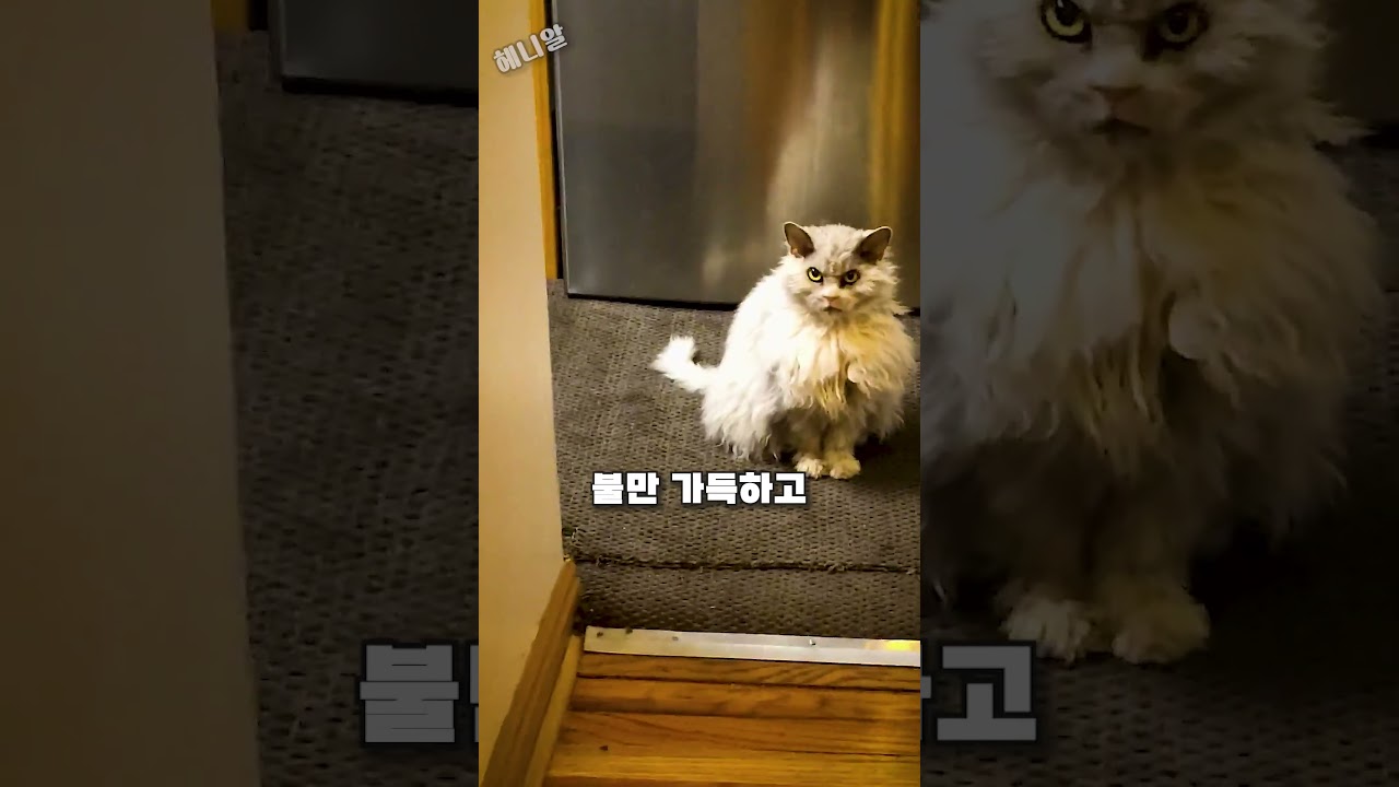 늦은 퇴근에 화난 고양이 Albert 🐱