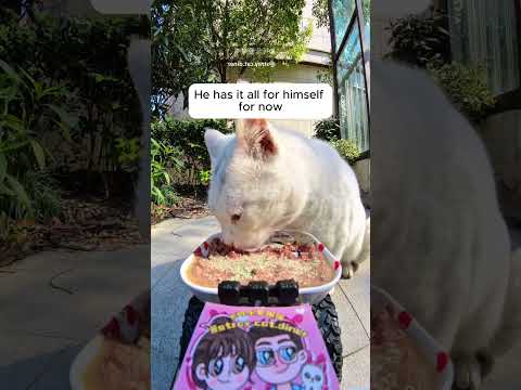 Feeding Stray Cats with an RC Car #cats #cuteanimals #rccar #straycats #feeding #hiddencamera #funny