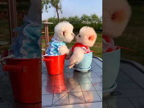 Tea cup puppy price in India | Best dog price in India | Teacup Pomeranian videos #teacup #price