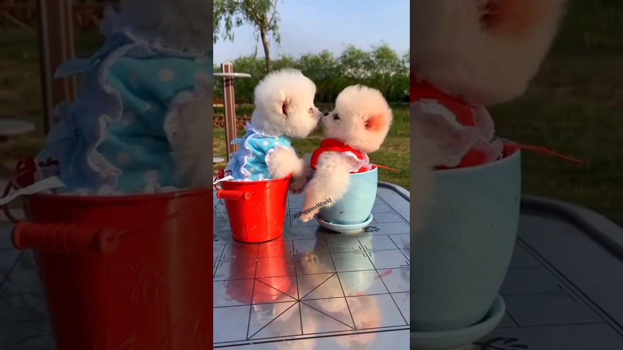 Teacup Puppy Prices in India: Find the Best Deals on Adorable Pomeranians ๐ถ