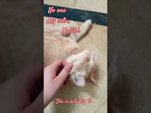 #cat #habibivelocityedit #music #habibi #edit #rap #velocityedits #cute #catie #catlover #cutebaby