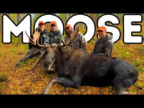 Maine Moose Hunt from Off Grid Cabin for KBC Outdoors